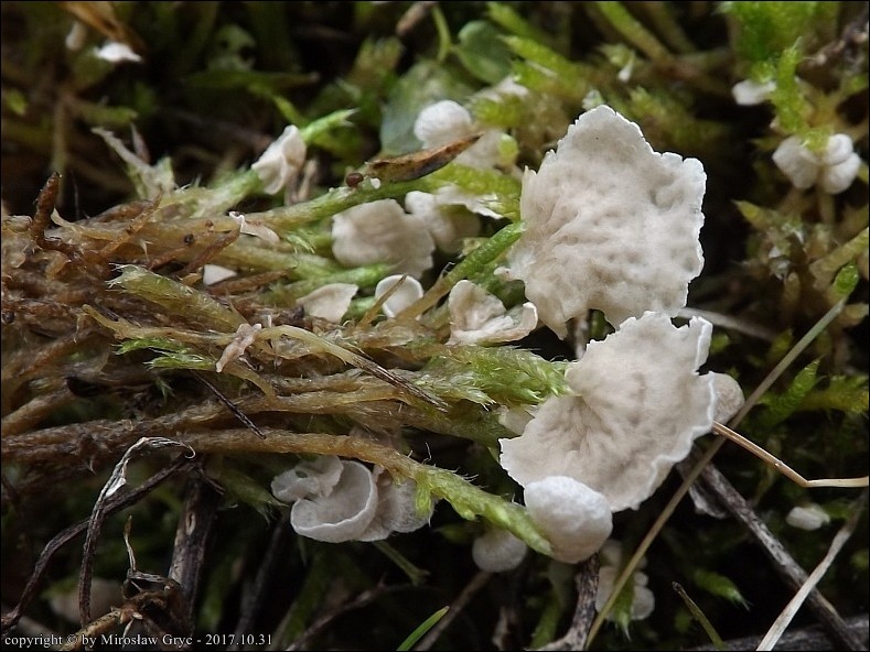 języczek siatkowany - zdjęcie główne