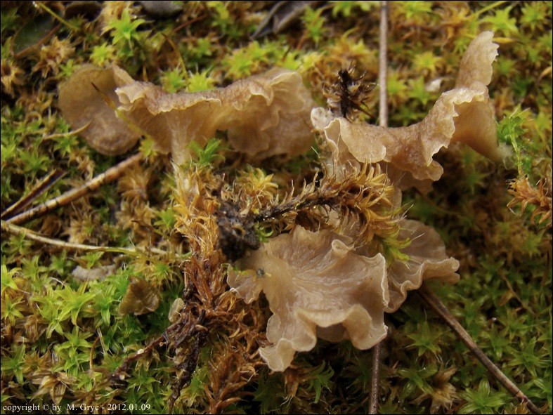 języczek strefowany - zdjęcie główne