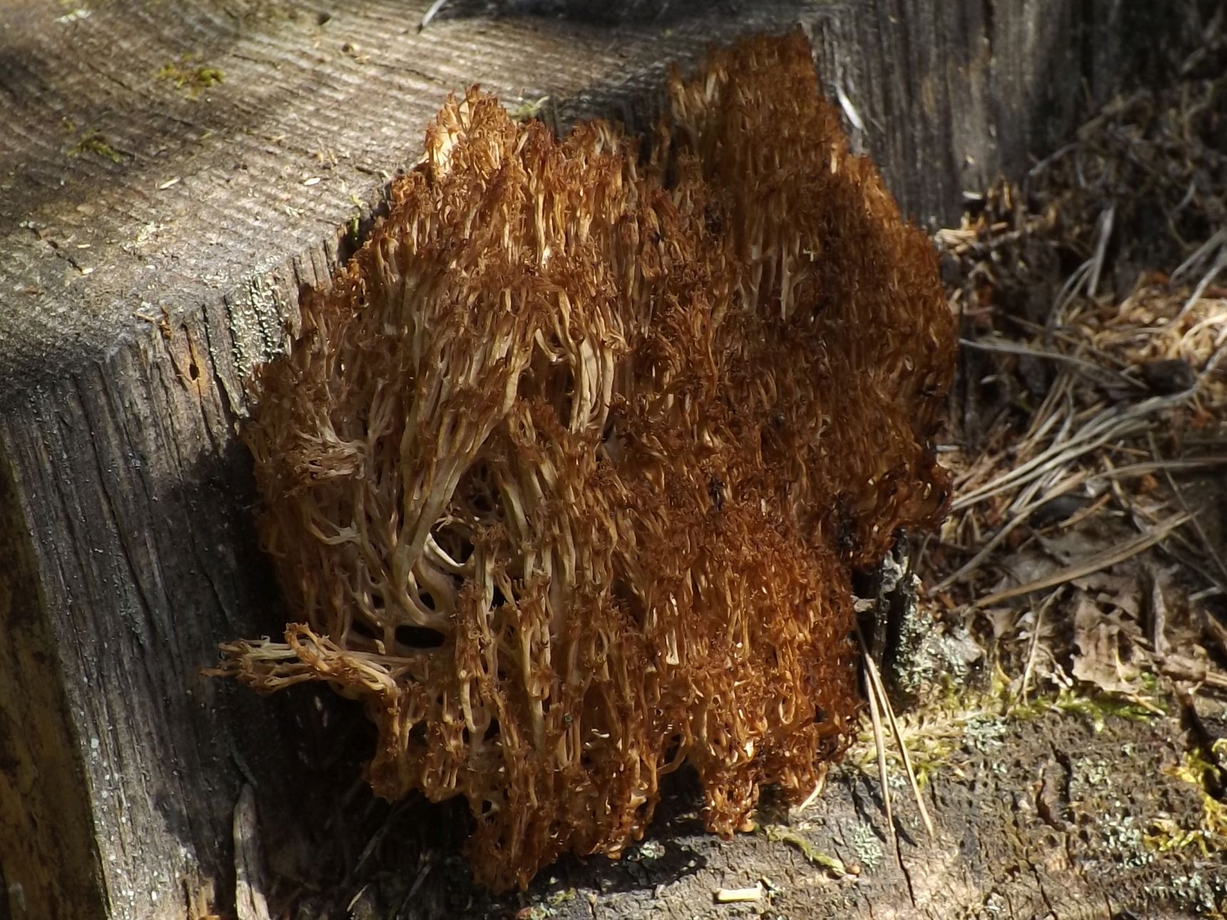 Artomyces microspora