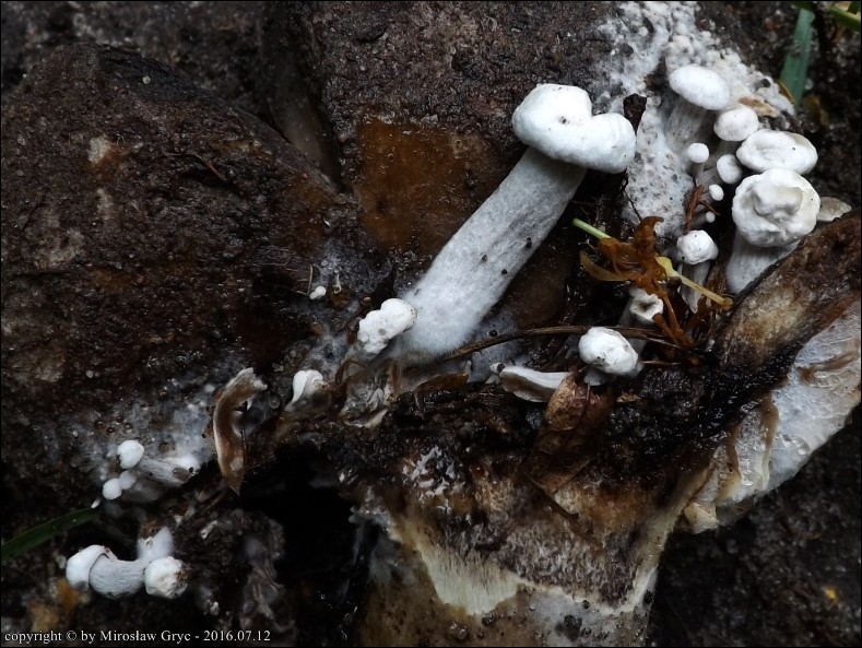 grzybolubka purchawkowata - zdjęcie główne