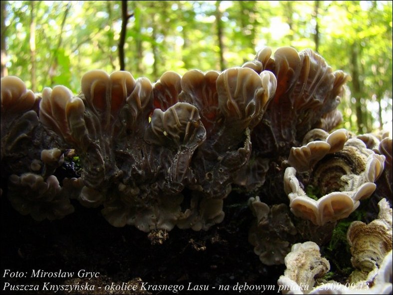uszak skórnikowaty - zdjęcie główne