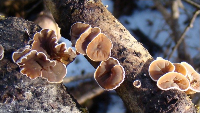 uszaczek kosmaty - zdjęcie główne