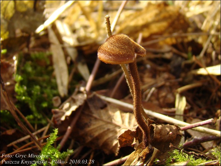 szyszkolubka kolczasta - zdjęcie główne
