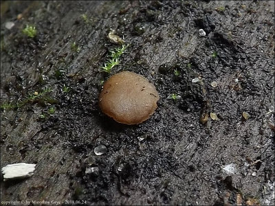Adelphella babingtonii