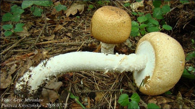 Agaricus augustus