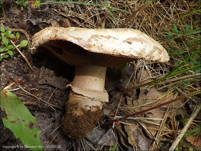 Agaricus bitorquis