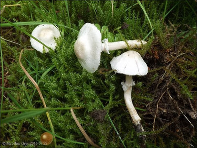 Agaricus comtulus