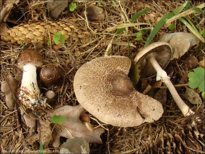Agaricus impudicus