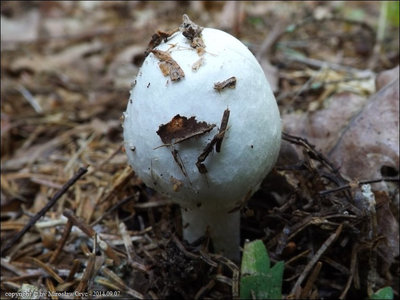 Agaricus luteomaculatus
