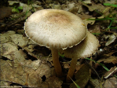 Agaricus semotus