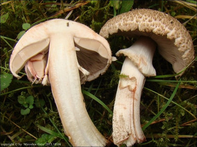 Agaricus silvaticus
