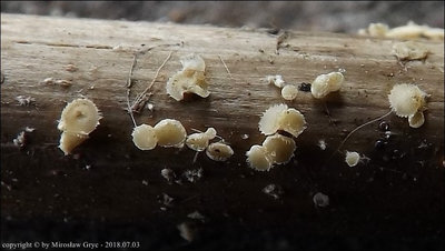 Albotricha acutipila