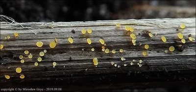 Allophylaria byssacea
