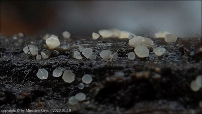 Allophylaria macrospora