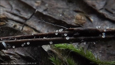 Allophylaria nervicola