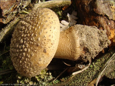 Amanita excelsa
