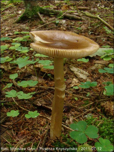 Amanita fulva