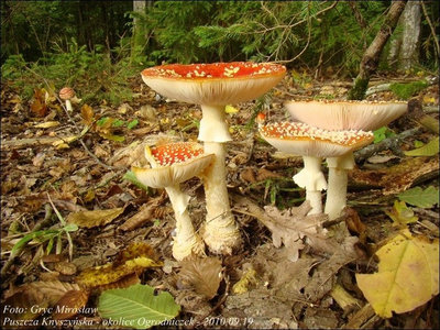 Amanita