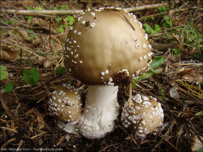 Amanita pantherina