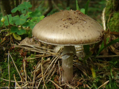 Amanita porphyria