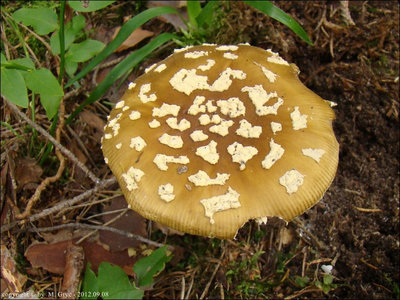 Amanita regalis