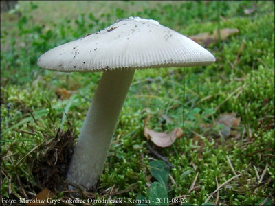 Amanita vaginata