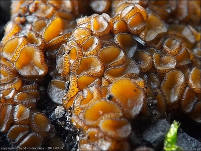 Anthracobia melaloma