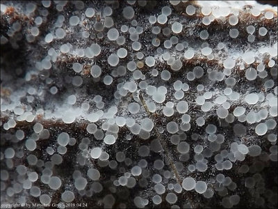 Arachnopeziza aurata