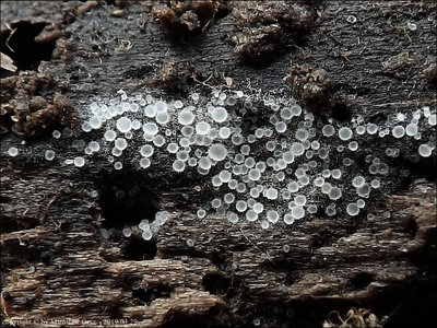 Arachnopeziza leonina