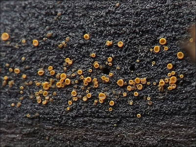 Arachnopeziza trabinelloides