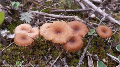 Arrhenia lilacinicolor