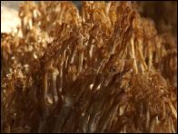 Artomyces microspora
