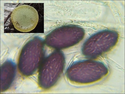 Ascobolus behnitziensis