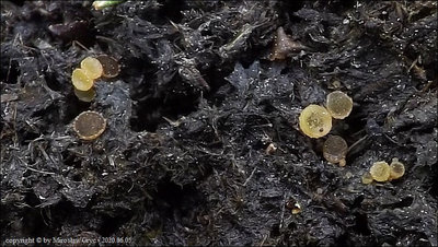 Ascobolus furfuraceus