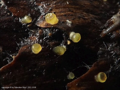 Ascobolus lignatilis