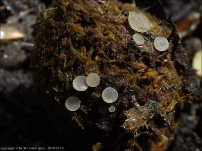 Ascobolus sacchariferus