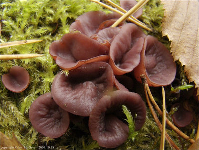 Ascocoryne cylichnium