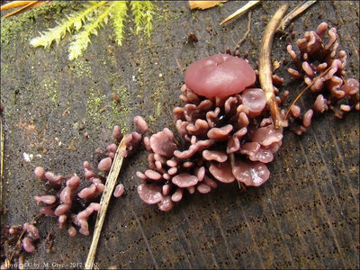 Ascocoryne sarcoides