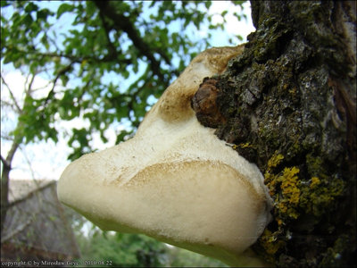 Aurantiporus fissilis