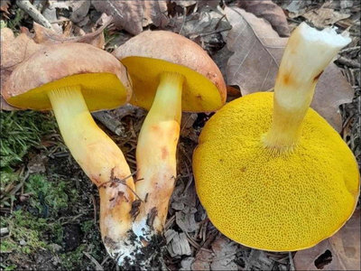 Aureoboletus gentilis