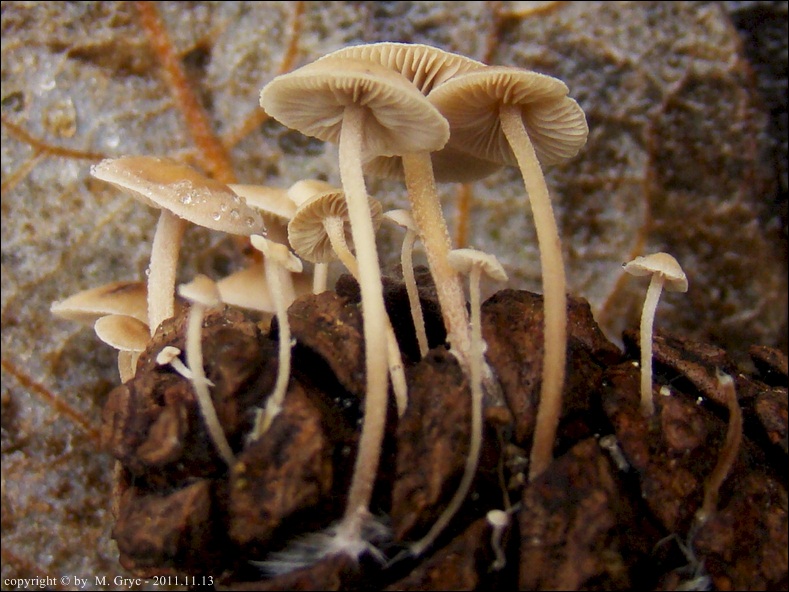 pieniążniczka szyszkowa - zdjęcie główne