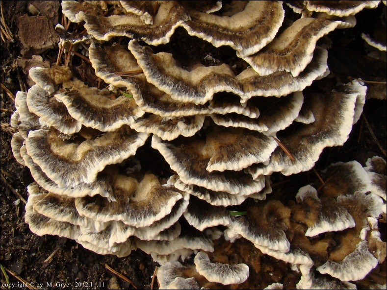 szaroporka podpalana - zdjęcie główne