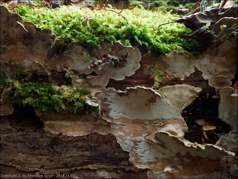 szaroporka odymiona - zdjęcie główne