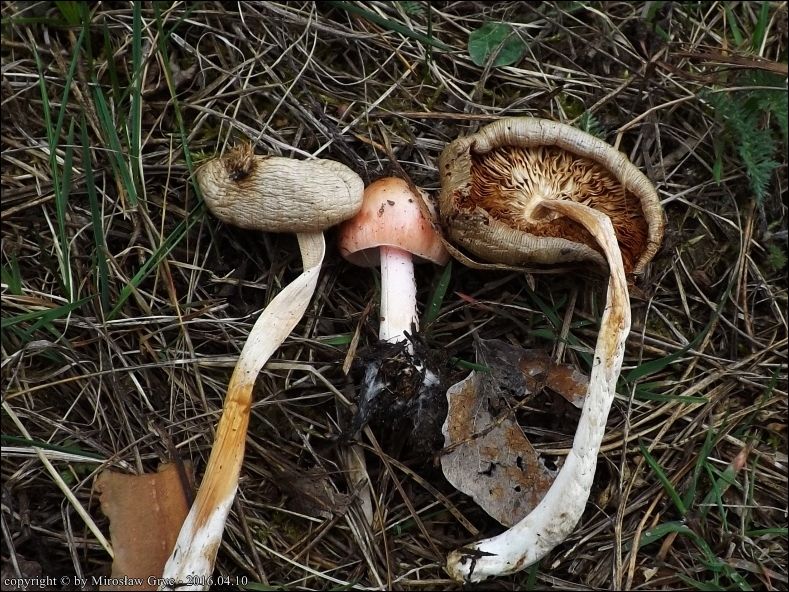 gnojanka różowawa - zdjęcie główne