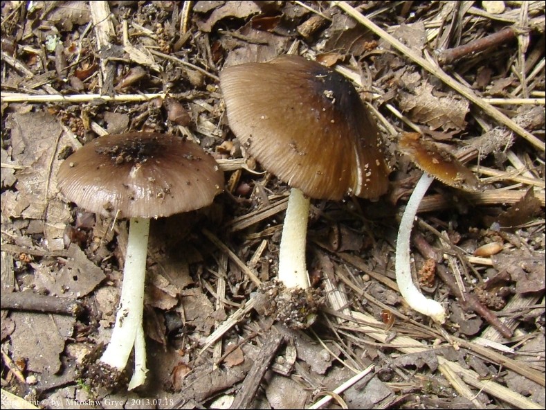 gnojanka usiatkowana - zdjęcie główne