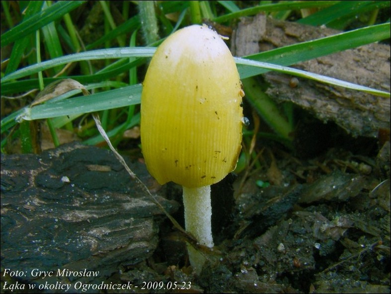 gnojanka żółtawa - zdjęcie główne