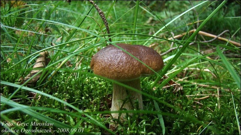 borowik szlachetny - zdjęcie główne