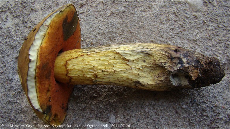 borowik ponury - zdjęcie główne