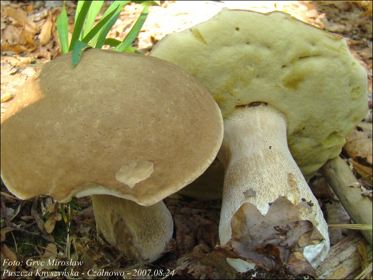 borowik usiatkowany - zdjęcie główne