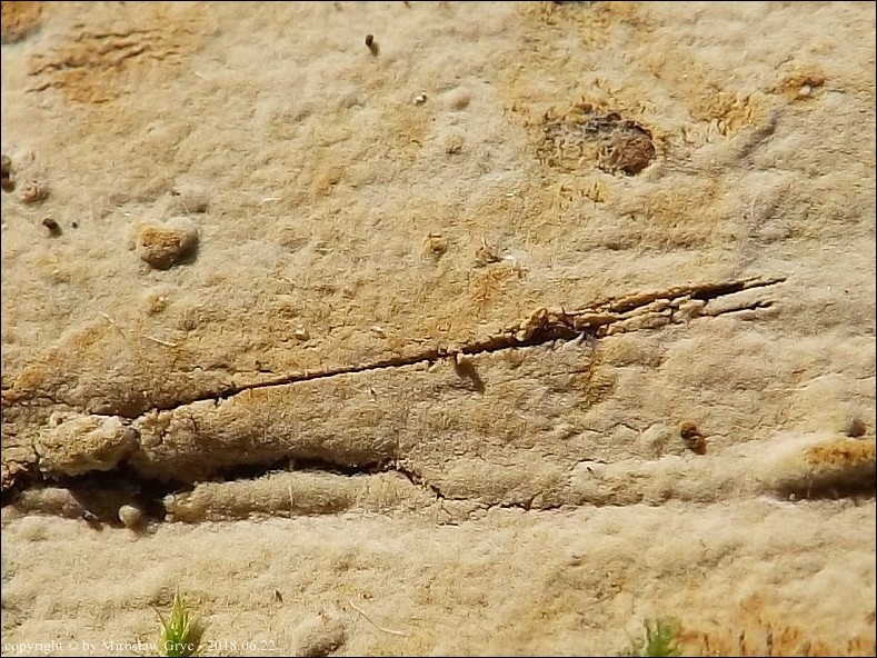 pajęczynowiec ziemistostrzępkowy - zdjęcie główne